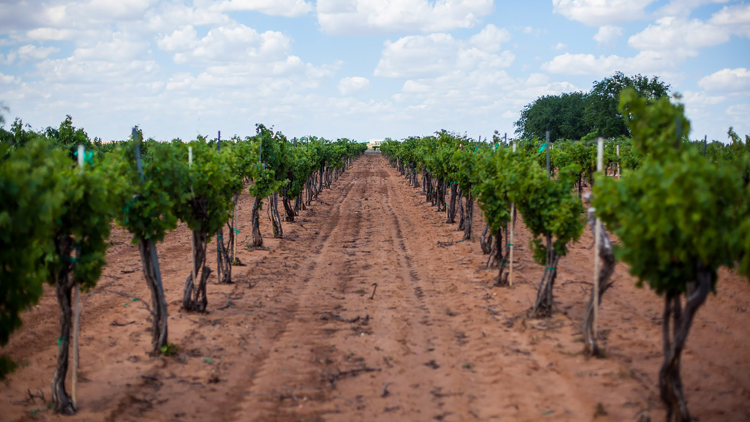 Texas Wine and Grape Growers Association The mission of the Texas
