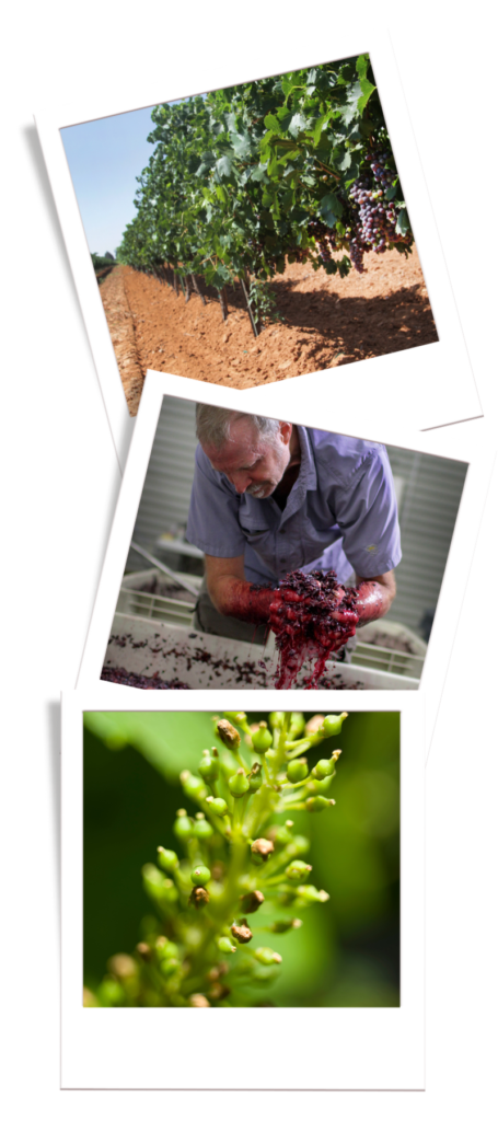 Grape_Camp_22